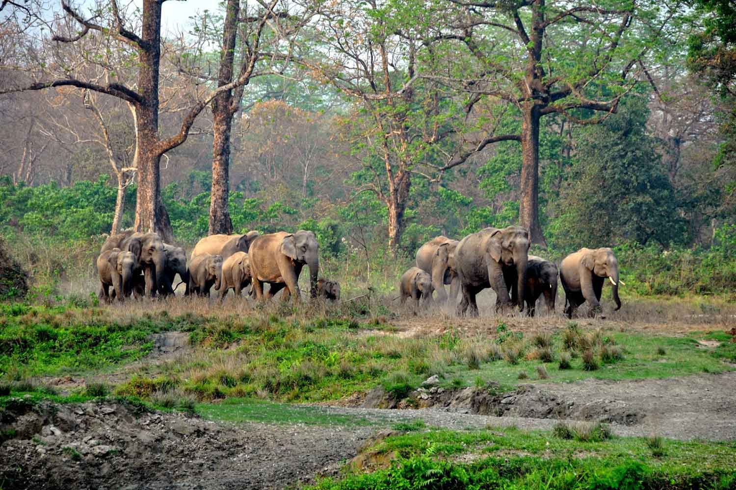 gorumara national park safari