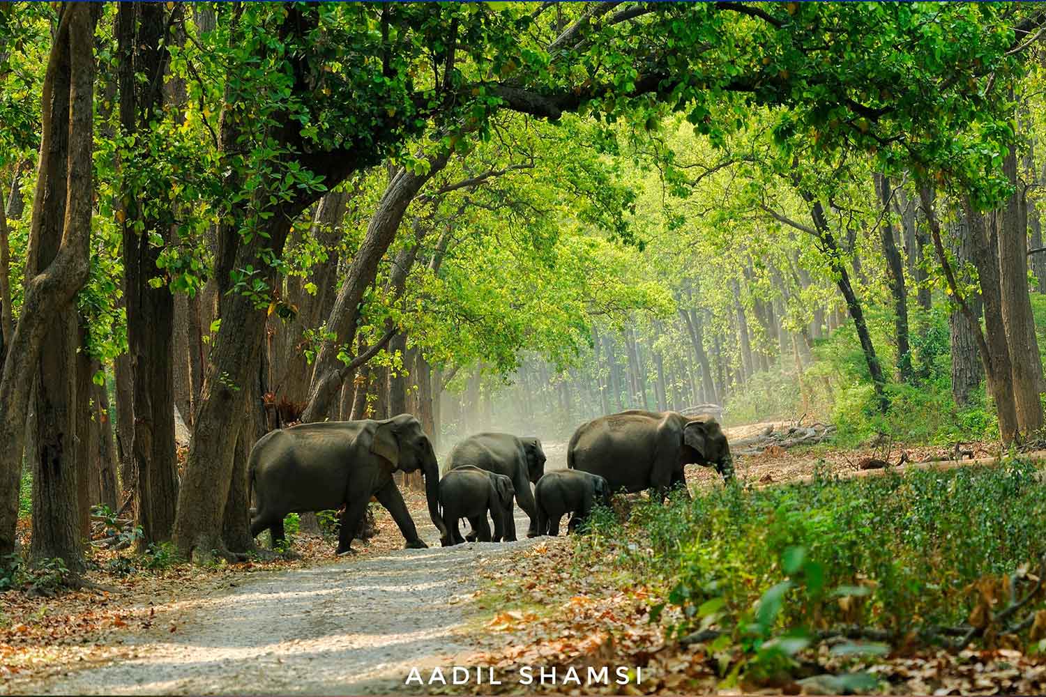 jim corbett elephant safari