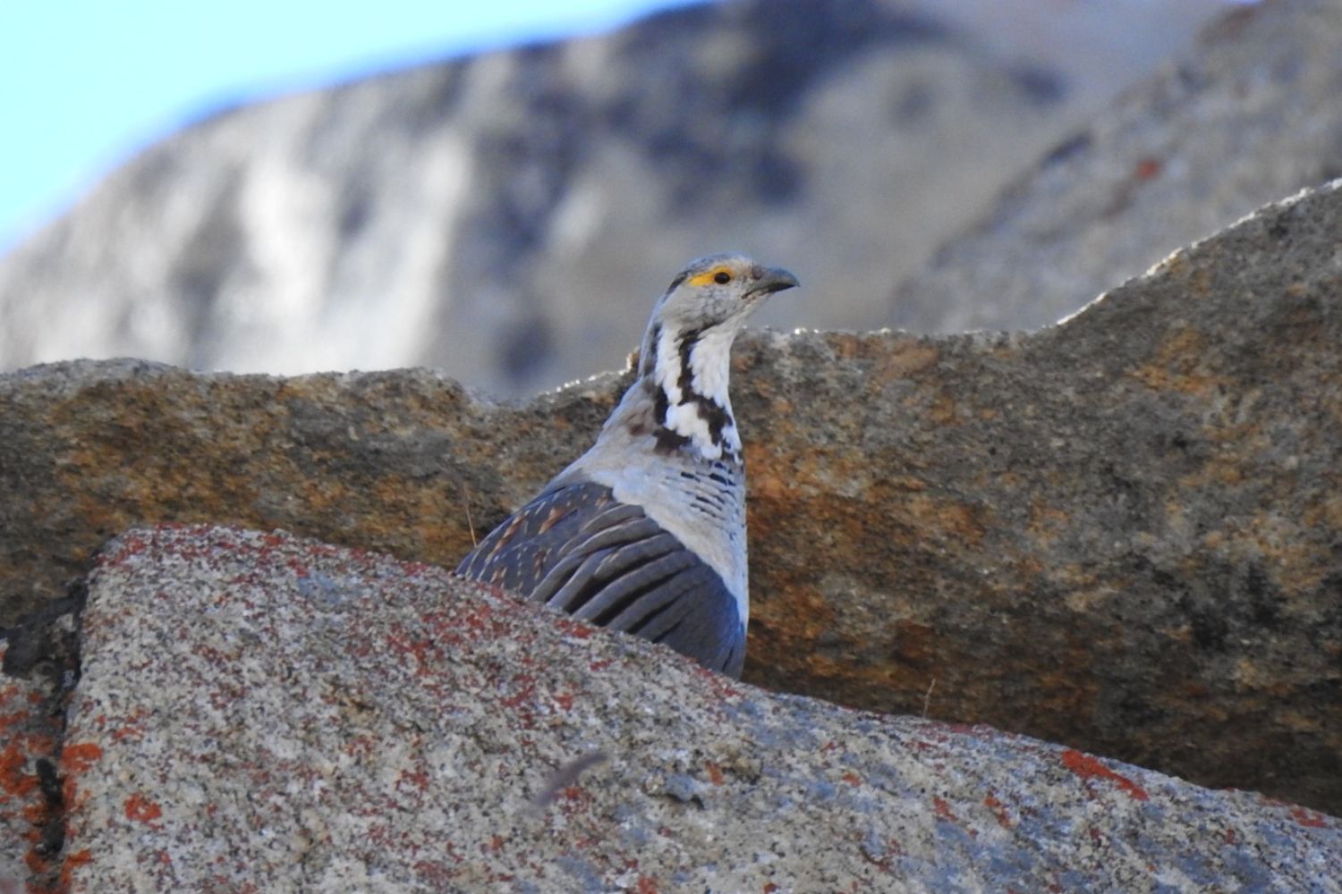 Rare Birds and Mammals of Kashmir and Ladakh - 250 Species in 2 Weeks ...