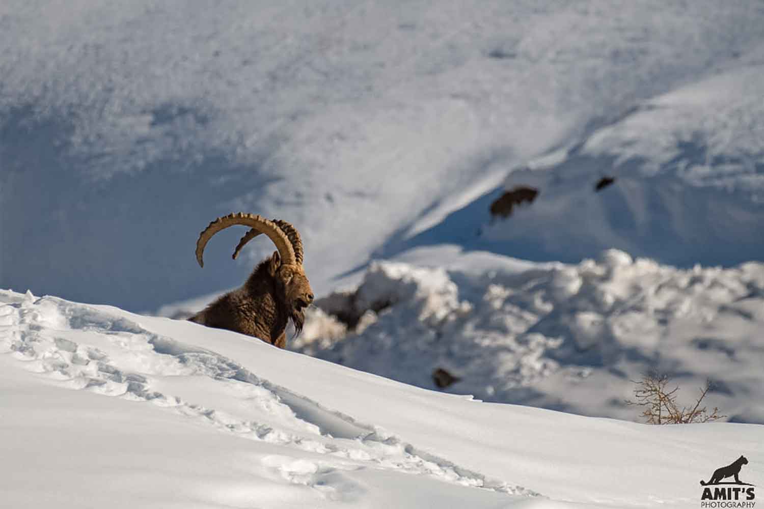 Snow Leopard Ladakh | Ladakh Birding Tour