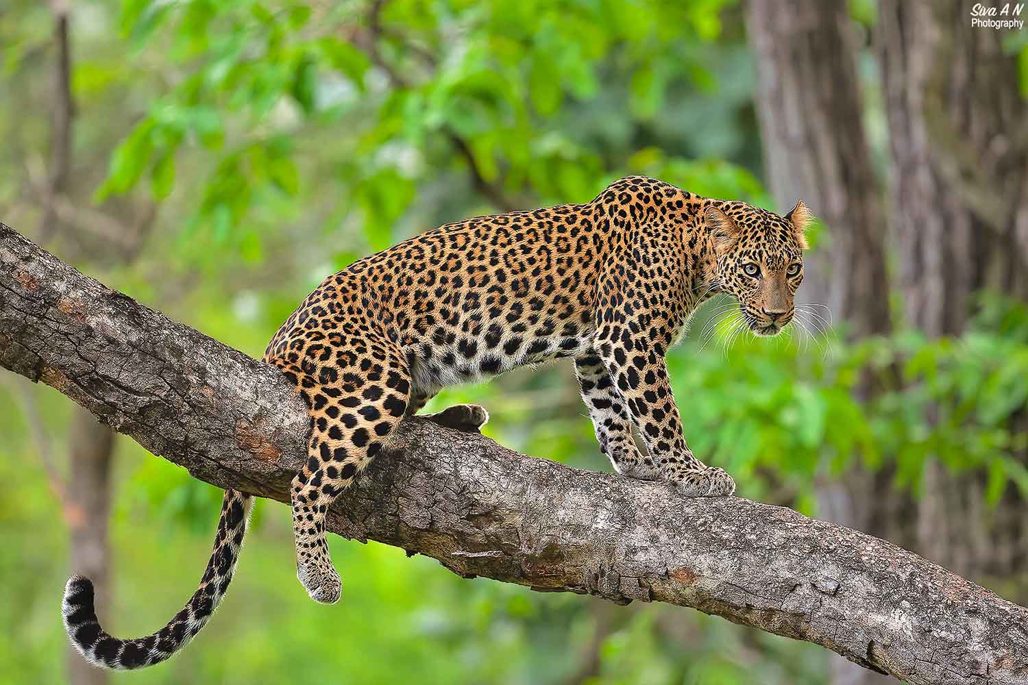 leopard safari park in rajasthan