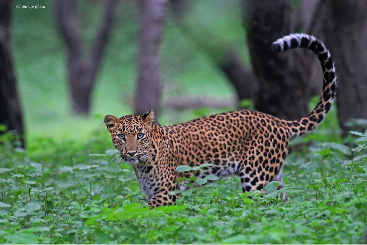 leopard safari with hemant