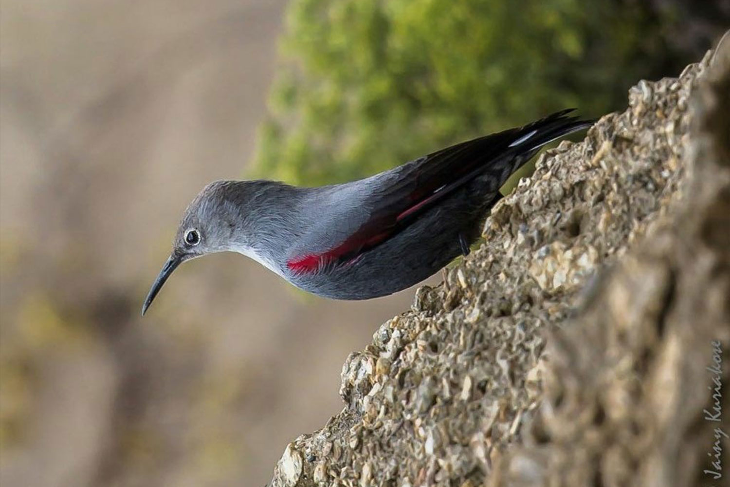 himalaya birding tours