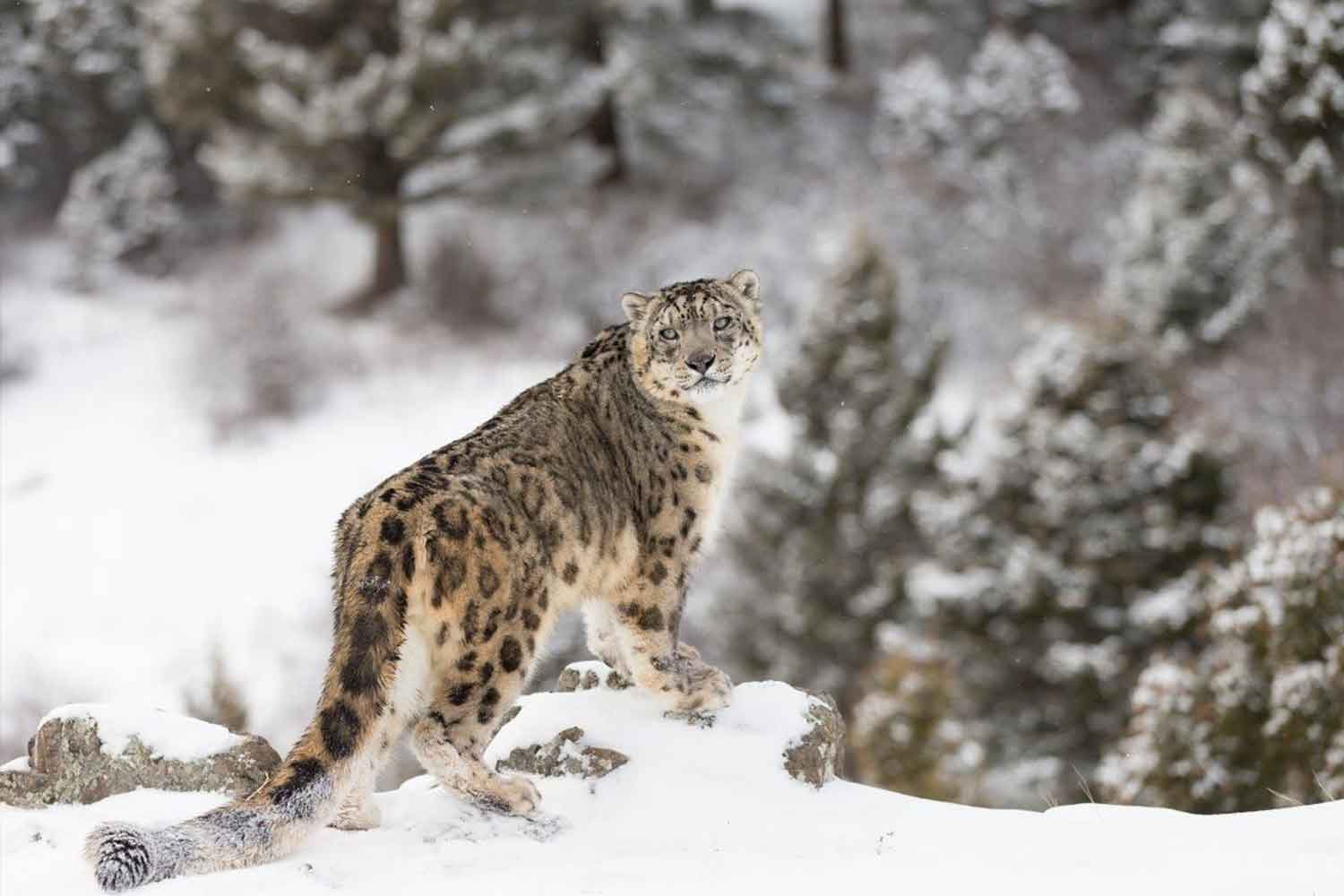 snow leopard tours india