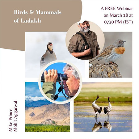 Birds & Mammals of Ladakh