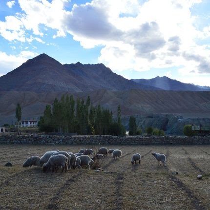 Ladakh Camp & Home Stays