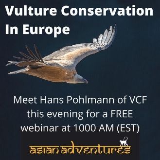 Vulture Conservation In Europe 