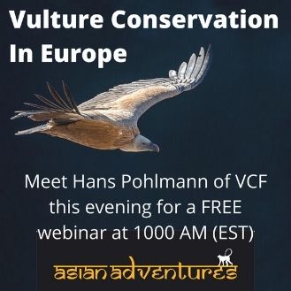Vulture Conservation In Europe