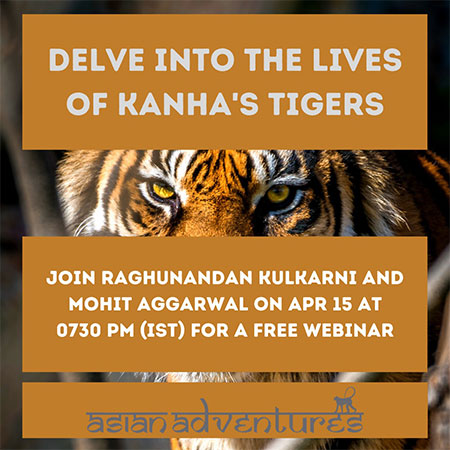 delve_into_the_lives_of_kanha's_tiger